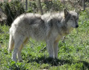 Canid Hybrid; Wolfdog