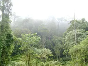 The Sinharaja Jungle