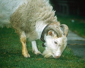 Sheep''œgoat hybrid