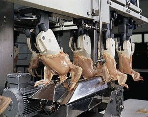 Poultry processing