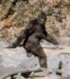 Frame 352 from the Patterson-Gimlin film, alleged by Roger Patterson and Robert Gimlin to show a Bigfoot
