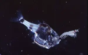The Hatchetfish