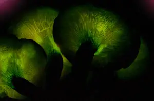 The Glowing Fungus