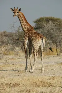 -Namibie_Etosha_Girafe_03