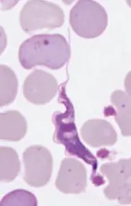 Trypanosoma irwini