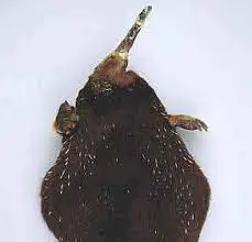  Zaglossus attenboroughi