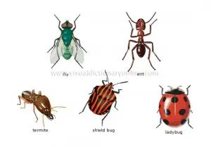 examples-insects_4