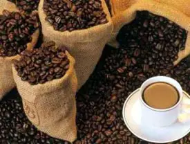 kopi-luwak-coffee