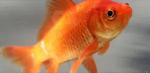 Common_goldfish