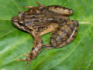 lost-frogs-rediscovered-congo-hefty-frog-dinner_35647_600x450
