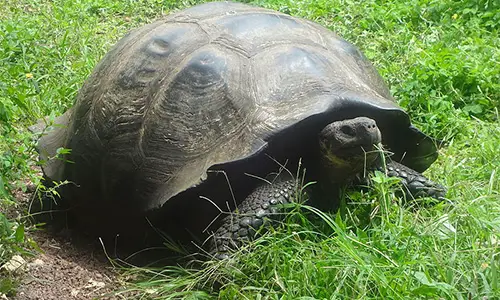 Difference Between Turtle And Tortoise - A Knowledge Archive